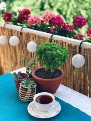 Plum Hasır Saksı
